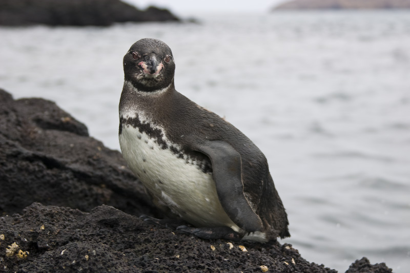 Galápagos Penguin